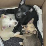 611161032 1271983114959500 9217592702782284584 n