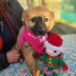 616219235 1280872597403885 3182383264437386884 n