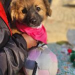 616452242 1280877680736710 2116700709783090036 n