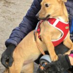 612568525 1274852991339179 3771667221850887671 n