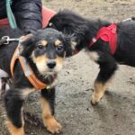 626256788 1297462472411564 757812524566650912 n