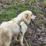 629917726 1304240208400457 2093805542167576942 n