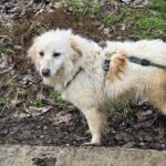 634210052 1304240188400459 9180456646765446054 n