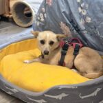 643518377 1317981093693035 230673423516626562 n