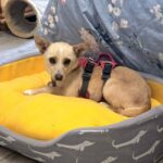 644511185 1317980967026381 3540231623765556344 n