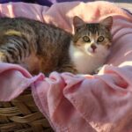 651778239 1331405839017227 6533810227683413360 n