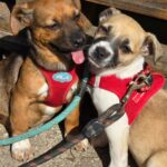 652396669 1332190095605468 7192390879893730407 n