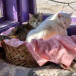 652492851 1331405989017212 4274100968363387583 n