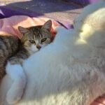 652725992 1331405952350549 527252066396601791 n