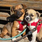 653960930 1332205682270576 7806311076953689273 n